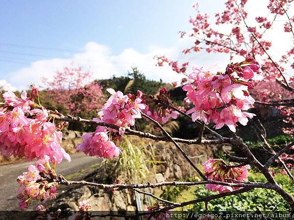 阿里山石棹櫻花