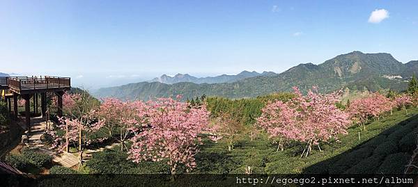 阿里山石棹櫻花