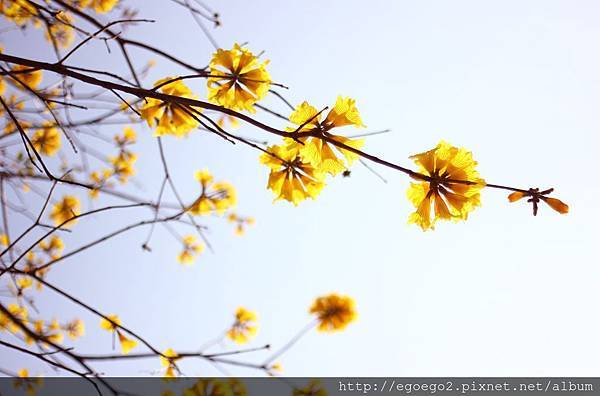 黃花風鈴木