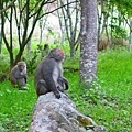 梨山 ‧ 夏猴遠望