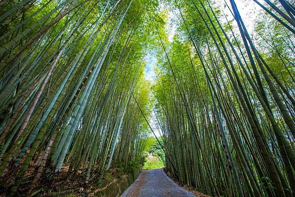 綠色隧道為一竹杉林環狀步道，全程約2公里