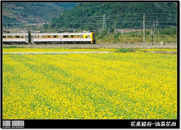 花東油菜花旅拍09