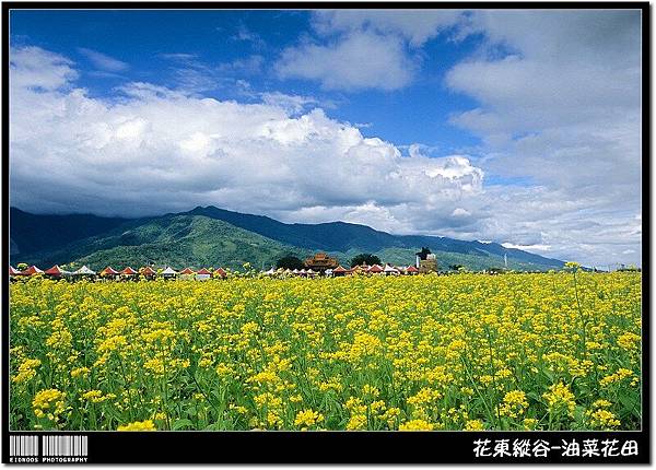 花東油菜花旅拍10