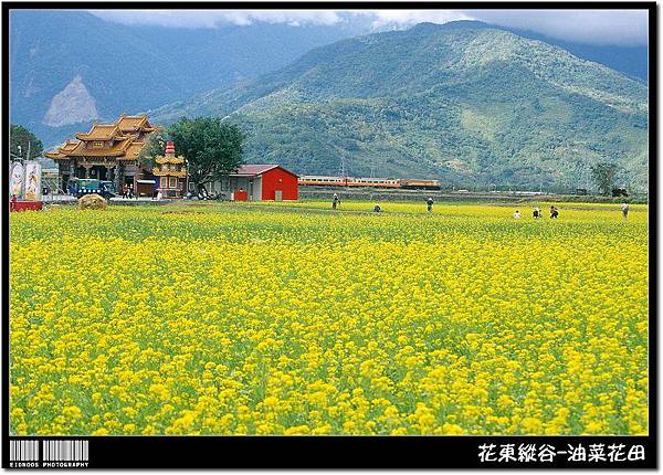 花東油菜花旅拍15