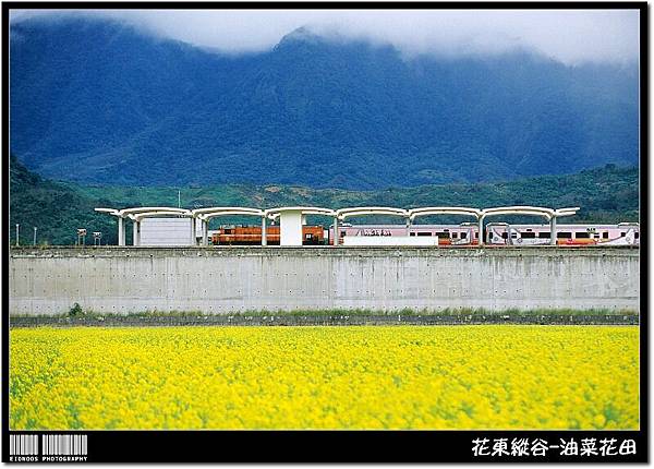 花東油菜花旅拍19