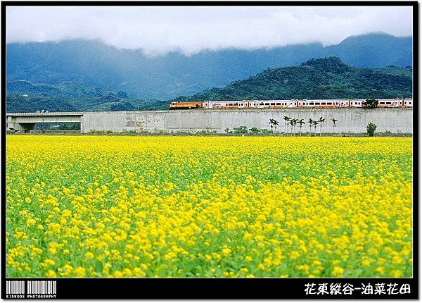 花東油菜花旅拍20