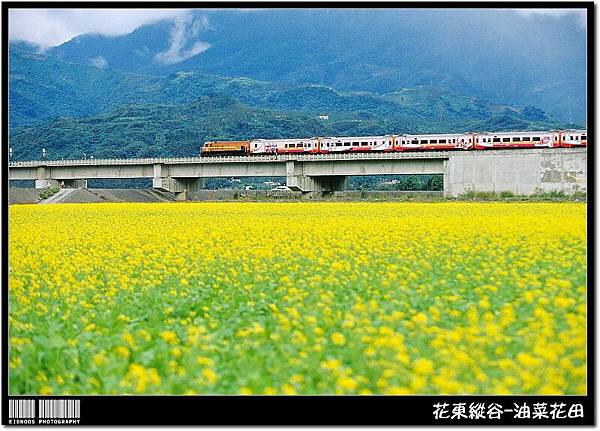 花東油菜花旅拍21