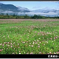 花東油菜花旅拍31