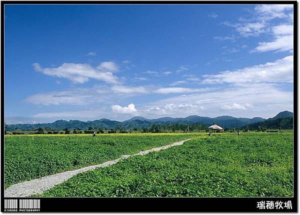 花東油菜花旅拍47