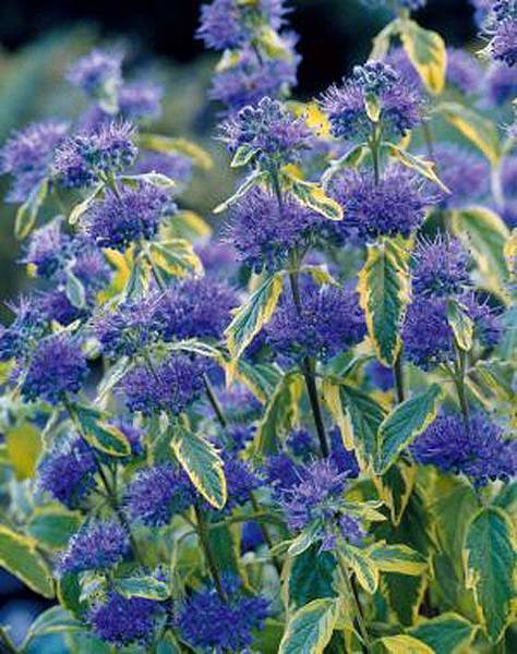 caryopteris-x-clandonensis-white-surprise