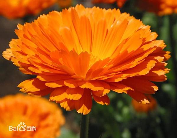 HANAKA魔法面膜_約會面膜_美白面膜_保濕面膜_控油面膜_Q10面膜