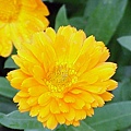 Calendula_officinalis1.jpg