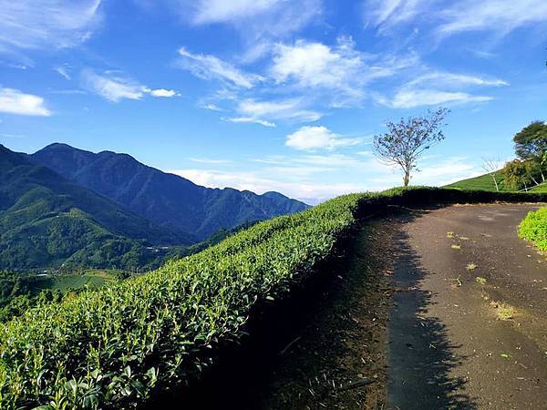 阿里山茶，包裝設計，品牌，茶納雅言，茶包裝，設計公司，元創力，臺中，台中，茶園