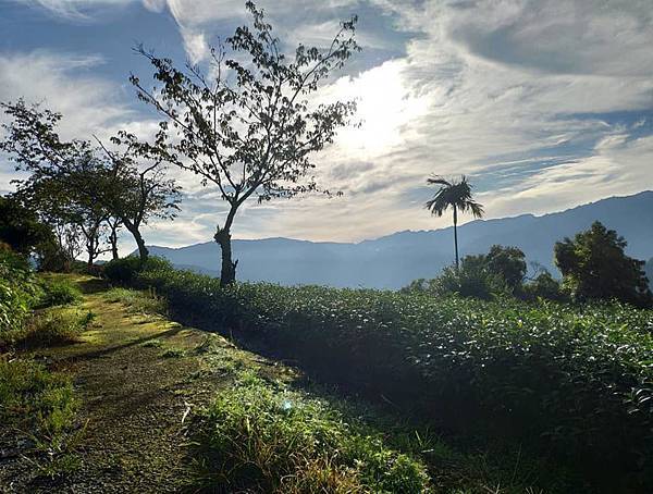 阿里山茶，包裝設計，品牌，茶納雅言，茶包裝，設計公司，元創力，臺中，台中，製茶