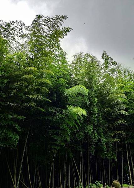 阿里山茶，包裝設計，品牌，茶納雅言，茶包裝，設計公司，元創力，臺中，台中，茶園