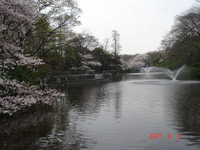 井之頭公園內的噴水湖