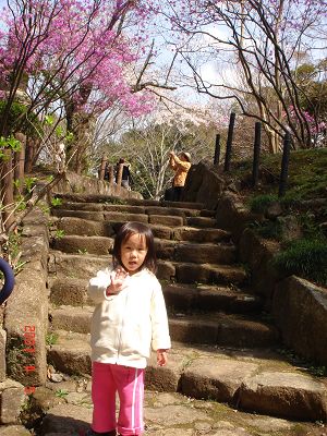 成田公園內漂亮的櫻花