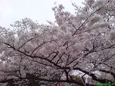 上野公園盛開的櫻花