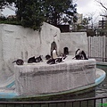 上野動物園的企鵝