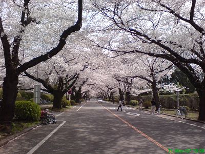 ICU內的櫻花隧道2