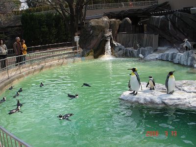 動物園內的企鵝