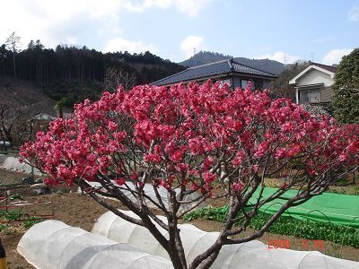 紅色梅花