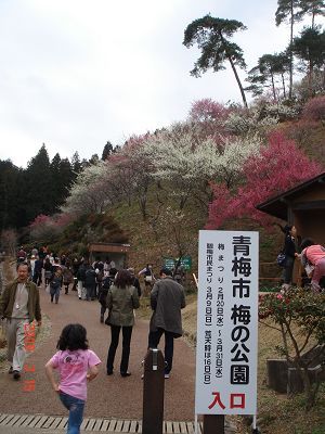 盛開的梅花