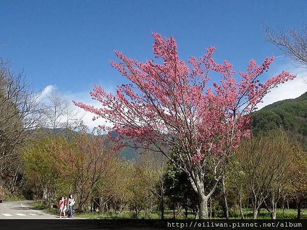 20120304武陵290 20120304武陵290