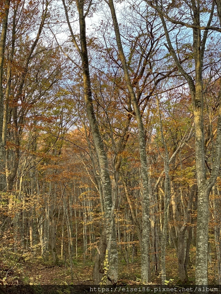 ★紅葉東北D2★火紅絕景！蔦沼朝燒ｘ奧入瀨溪流散策