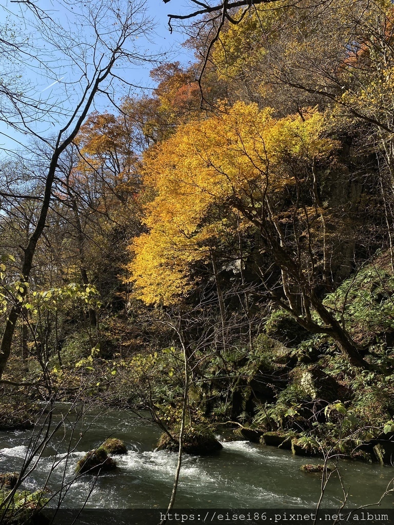 ★紅葉東北D2★火紅絕景！蔦沼朝燒ｘ奧入瀨溪流散策