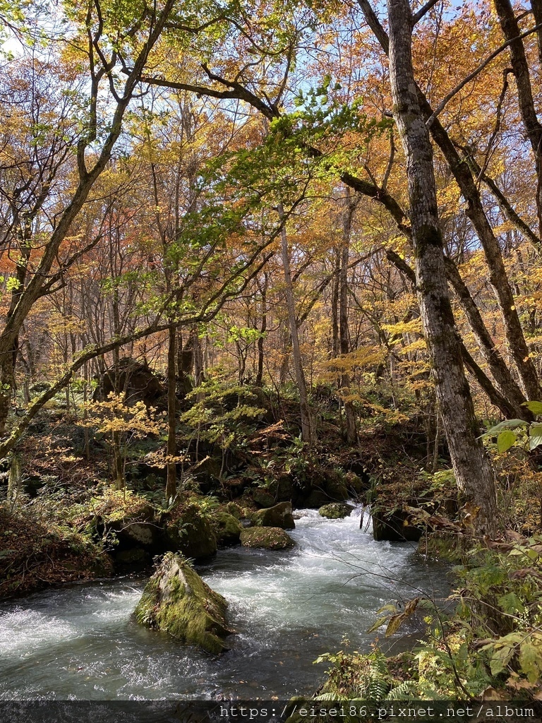 ★紅葉東北D2★火紅絕景！蔦沼朝燒ｘ奧入瀨溪流散策