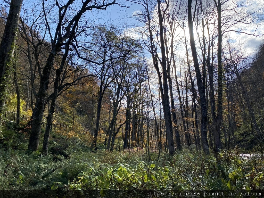 ★紅葉東北D2★火紅絕景！蔦沼朝燒ｘ奧入瀨溪流散策