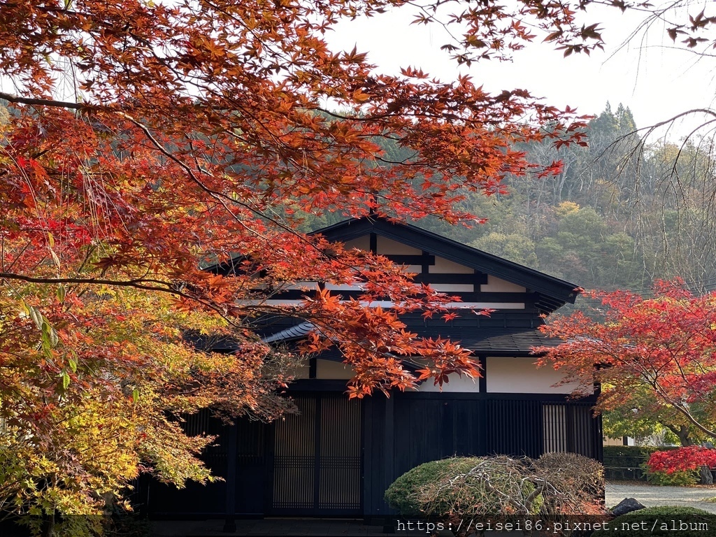 ★紅葉東北D4★角館武家屋敷ｘ抱返溪谷ｘ小安峽大噴湯ｘ須川高