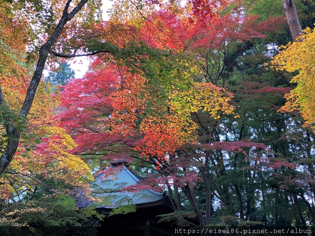 ★紅葉東北D5-1★日本百景猊鼻溪木舟遊＋投運石ｘ世界遺產中