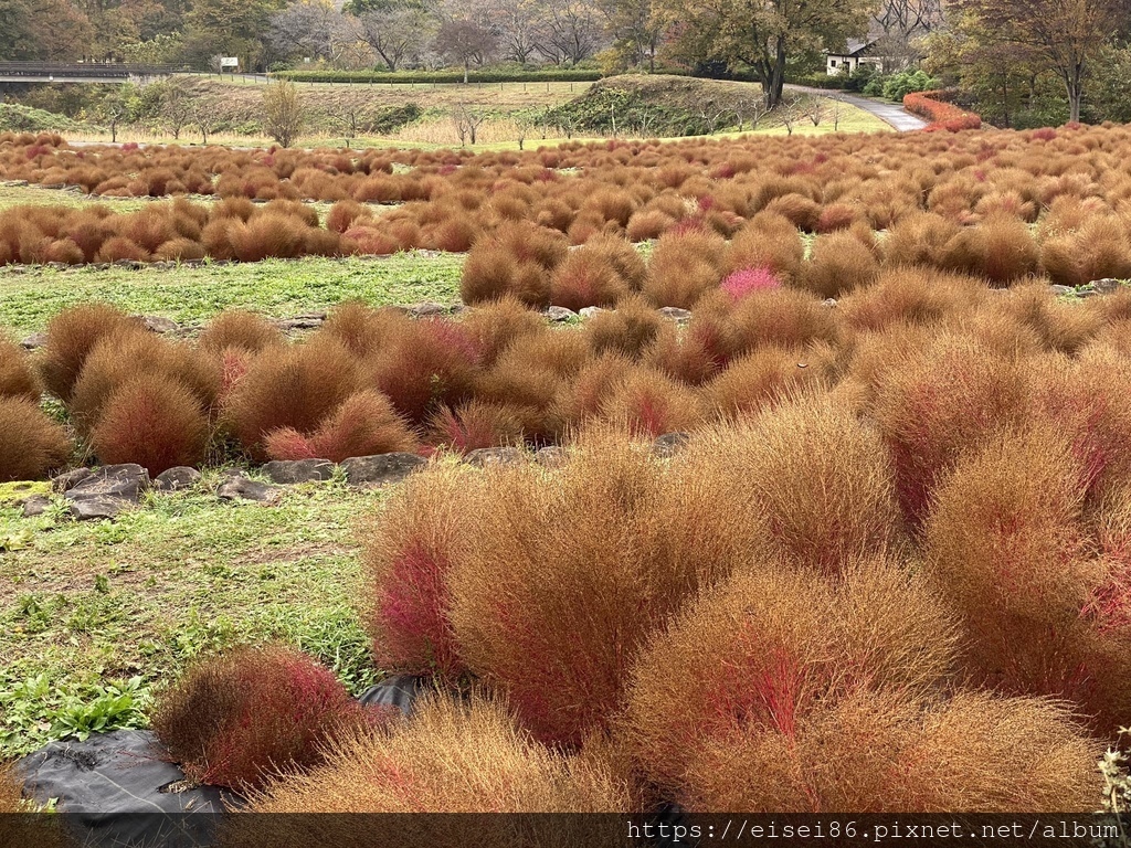 ★紅葉東北D6★鳴子峽ｘ國營陸奧森林湖畔公園