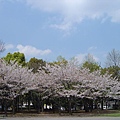 清澄公園的櫻花