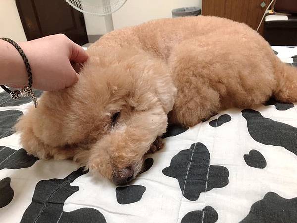 66396119_10205998808204710_5502639209745219584_n.jpg 66396119_10205998808204710_5502639209745219584_n.jpg