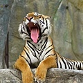 tiger_yawn_1138107884.jpg