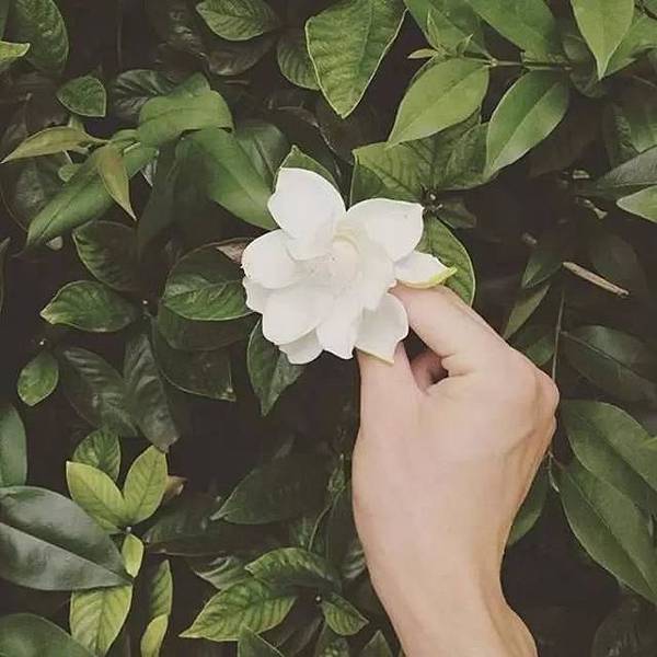gardenia1.jpg gardenia1.jpg