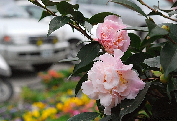 芙蓉香波.jpg