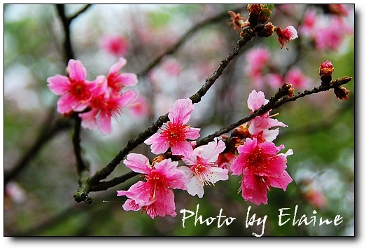 陽明山櫻花季3