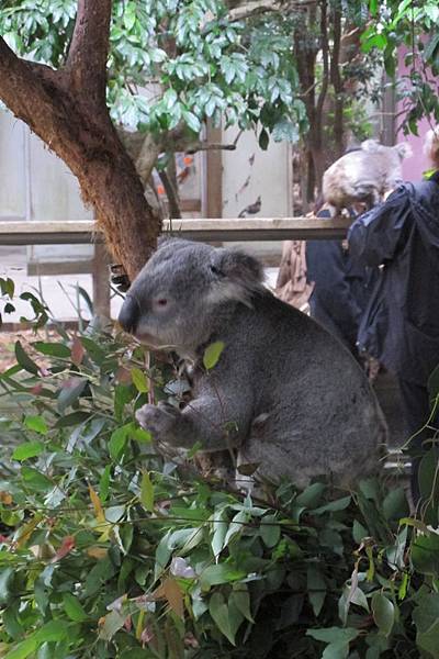 1-2014.06.15-koala park (5)