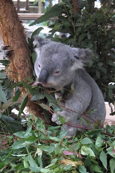 1-2014.06.15-koala park (6)