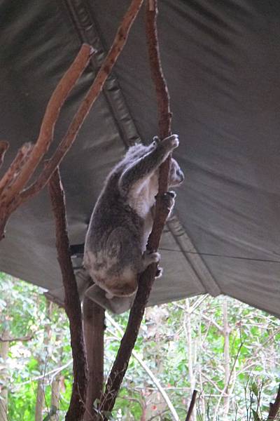 1-2014.06.15-koala park (16)