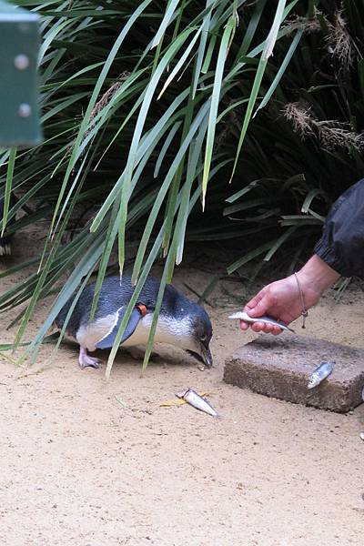 1-2014.06.15-koala park (62)