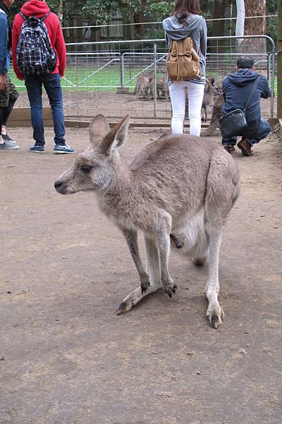 1-2014.06.15-koala park (85)