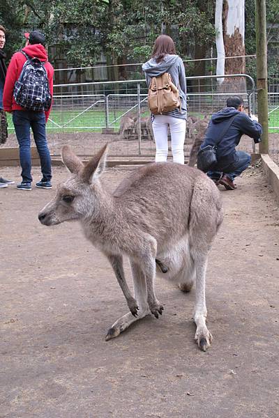 1-2014.06.15-koala park (86)