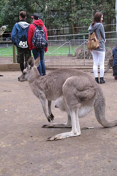 1-2014.06.15-koala park (87)