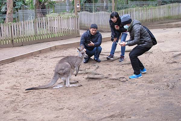 1-2014.06.15-koala park (89)