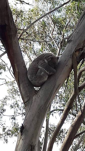 3.4-20160728-koala (5).jpg